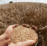 Согласно прогнозам финансистов на Брянщине валовый продукт будет расти - Газета Наше время