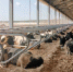 В Брянской области развивают молочное животноводство - Газета Наше время