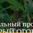 Жители Брянской области смогут принять участие в социальном проекте «Добрый огород» - Газета Наше время