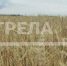 По индексу сельхозпроизводства Брянская область вышла на 4-е место в стране - Газета Наше время